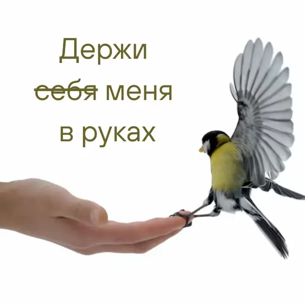 12 ноября — Синичкин день. Как эволюция подготовила птиц к зимам